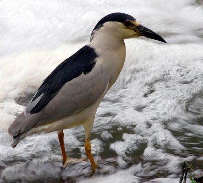 Night Heron