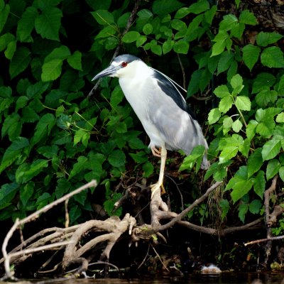 Black-crowned Night Heron