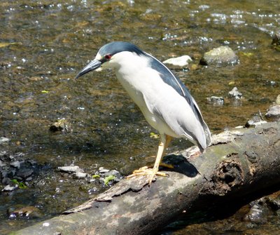 Night Heron