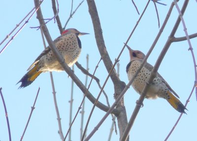 Northern Flicker