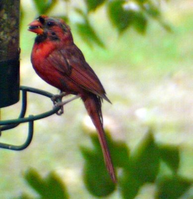 Northern Cardinal