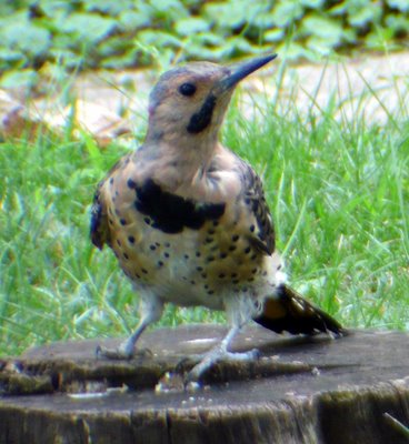 Northern Flicker