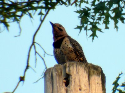 Northern Flicker