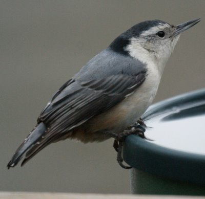 Nuthatch