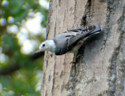 Nuthatch