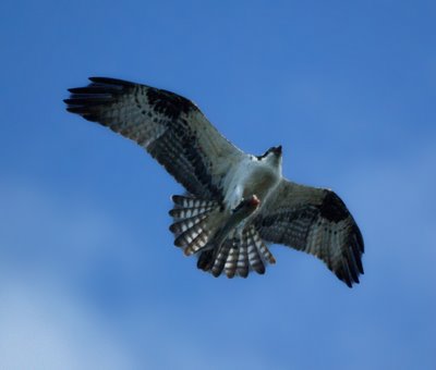 Osprey