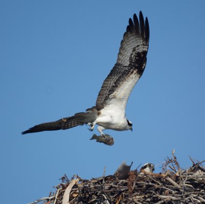 Osprey