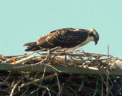 Osprey