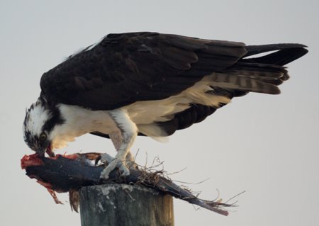 Osprey With Fish