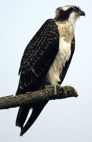 Osprey