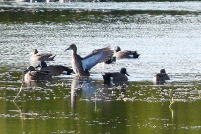 Blue Winged Teals