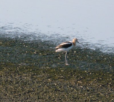 Avocet