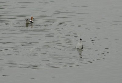 American Avocet