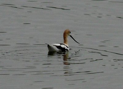 American Avocet