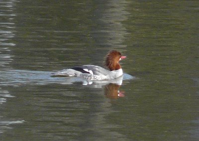 Common Merganser