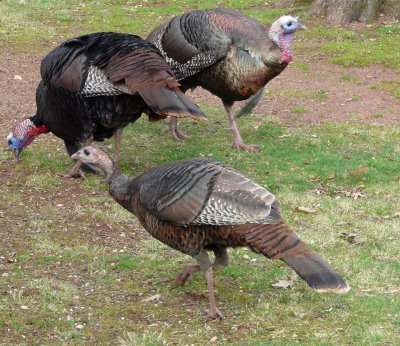 Wild Turkeys