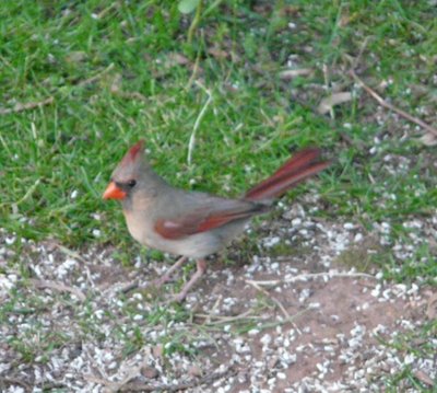 Cardinal