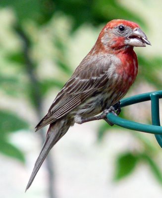 Finch