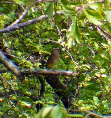 Cedar Waxwing