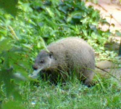 Groundhog