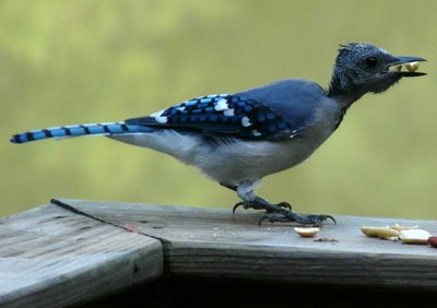 Blue Jay