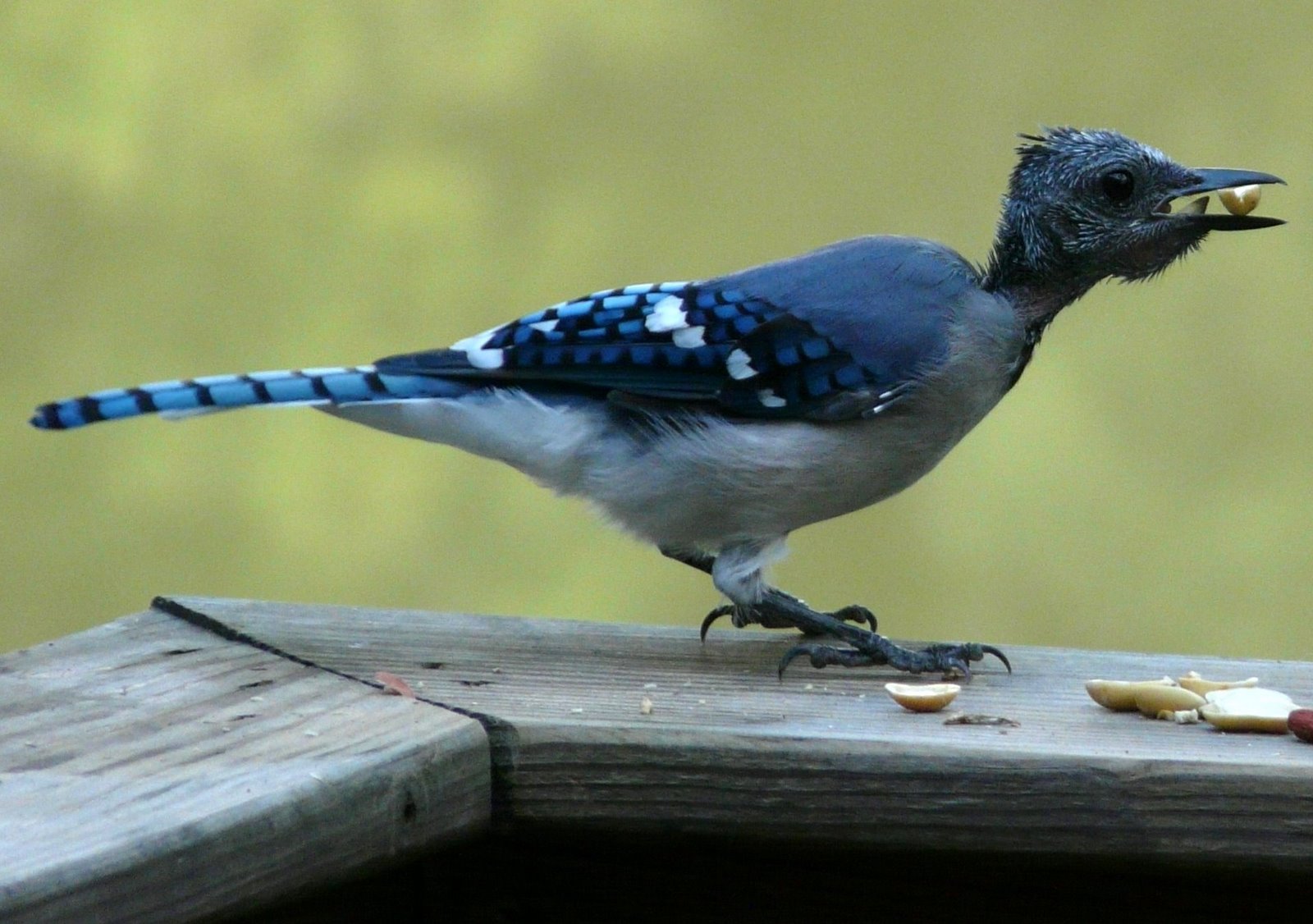 NJ Bird Photos: Birds of New Jersey: Blue Jay having a bad hair day