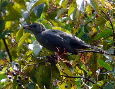 Catbird