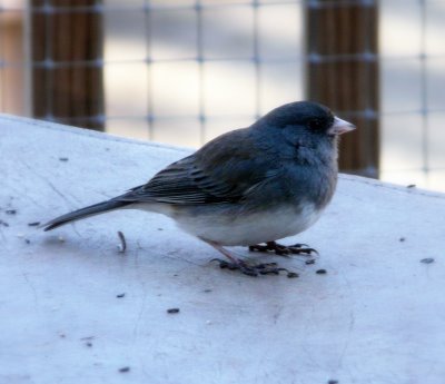 Dark Eyed Junco