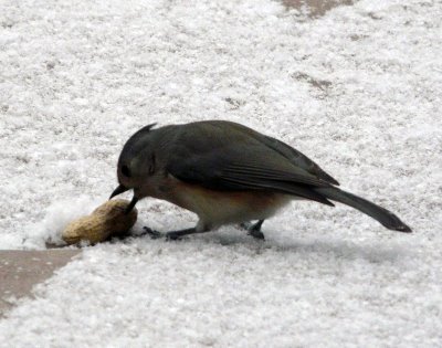 Tufted Titmouse