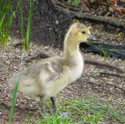 Canada Goose Gosling