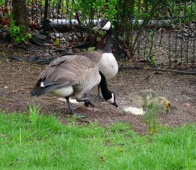 Goose Family