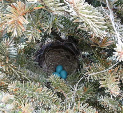 Robin nest