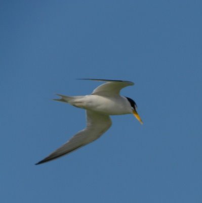 Tern