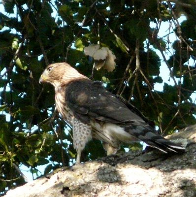 Coopers Hawk