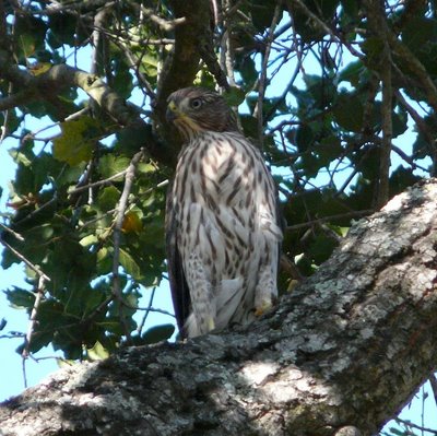 Coopers Hawk