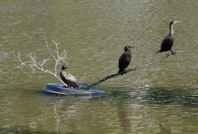 Three Cormorants