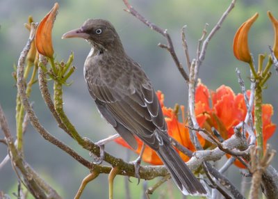 Pearly Eyed Thrasher