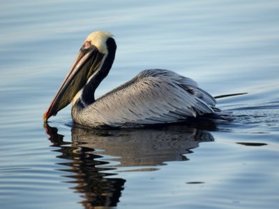 Brown Pelican