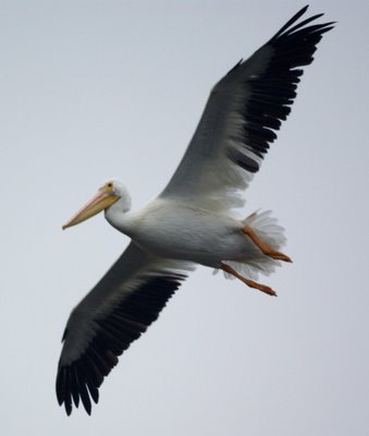 Pelican