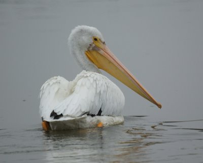 Pelican in Flight