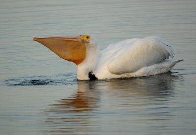 American White Pelican