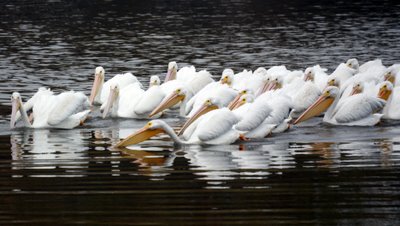 Pelicans Fishing