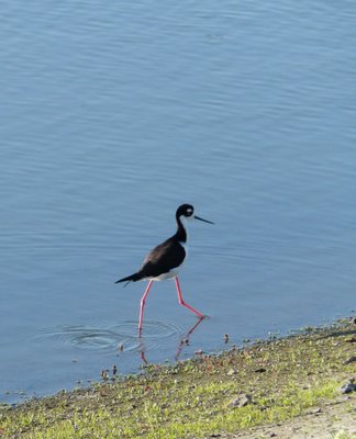 Black-necked Stilt