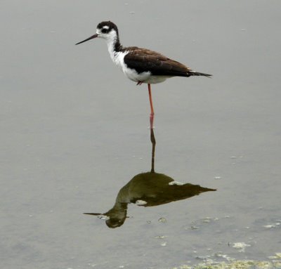 Stilt