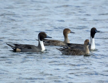 Northern Pintails