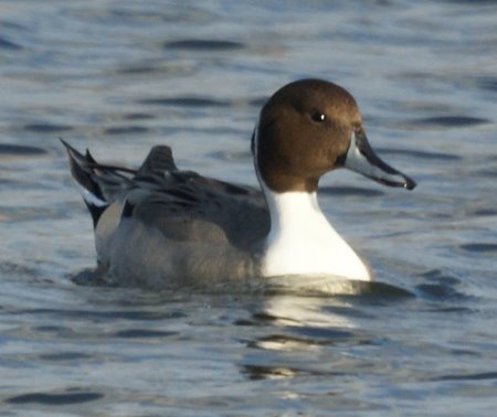 Northern Pintail