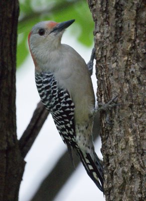 Red Bellied Woodpecker