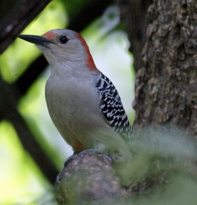 Red Bellied Woodpecker