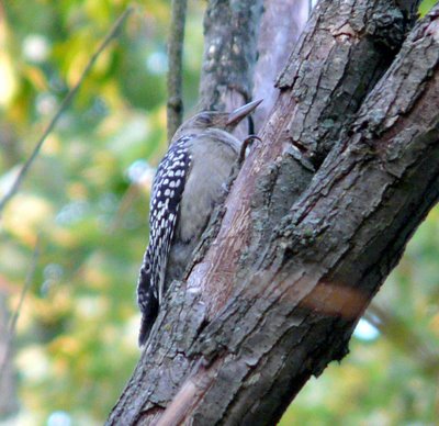 Red Bellied Woodpecker