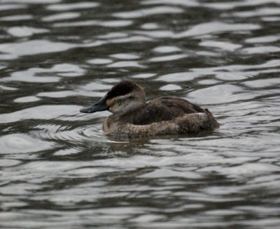 Female Ruddy Duck